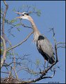 _0SB6844 great-blue heron calling